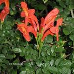 Tecomaria_capensis_tmb.jpg