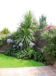 palmera y agapantos.jpg