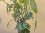 planta1.jpg