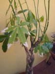 planta2.jpg