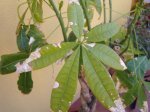 planta3.jpg