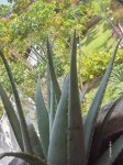 PLantas Nuevas 009.jpg