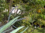 PLantas Nuevas 014.jpg