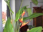 PLantas Nuevas 006.jpg
