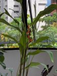 PLantas Nuevas 001.jpg