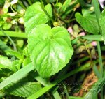 Viola-riviniana-(1).jpg