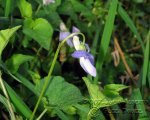 Viola-riviniana-(2).jpg