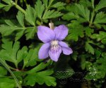 Viola-riviniana-(3).jpg