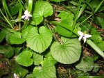 Viola-a-identificar-II-(2).jpg