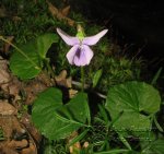 Viola-a-identificar-II-(4).jpg
