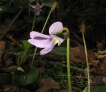 Viola-a-identificar-II-(5).jpg