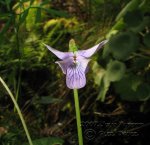 Viola-a-identificar-II-(7).jpg