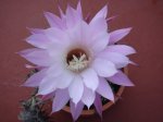 DSC01251.JPG