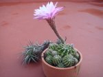 DSC01253.JPG