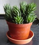 Haworthia-coarctata.jpg
