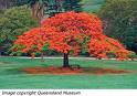 Arbol en flor de Delonix regia (misiones, Argentina).jpg