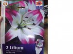 lilium.JPG