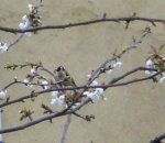 ave-flor.jpg