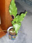 plantas 013.1.JPG