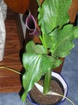 plantas 014.1.JPG