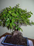 DSCN1305.JPG