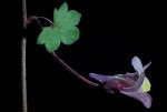 010%20Linaria%20cymbalaria.jpg