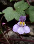 cymbalaria2.jpg