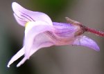 cymbalaria%20fleur.jpg