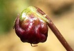 cymbalaria%20fruit.jpg