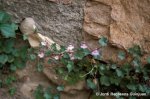 Cymbalaria%20muralis1.jpg