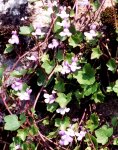 cymbalaria_muralis1.jpg