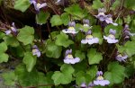 cymbalariaherb.jpg