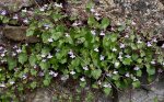 cymbalariaherb2.jpg