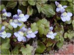 flor%20picardia01.jpg