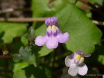 linaria_cymbalarialuila.jpg