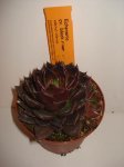 DSC00254.JPG
