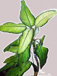 planta.jpg