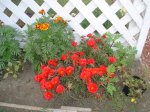 portulaca -tagetes.jpg
