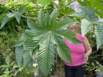 Lidia y su Ricinus giantea.jpg