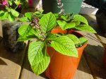 Dsc04233.jpg