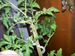 tomatera2.jpg