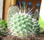 cactus 1 6-4.JPG