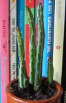 cactus 2 6-4.JPG