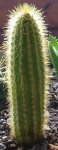 cactus 3 6-4.JPG