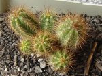 cactus 4 6-4.JPG