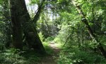 Sendero1.jpg