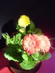 DSC08126.JPG