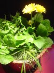DSC08128.JPG