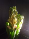 DSC08134.JPG