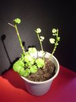 DSC08141.JPG